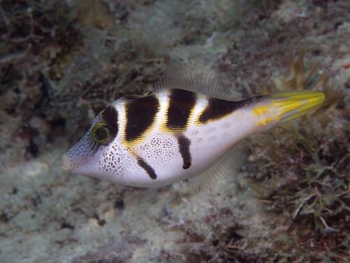 Blacksaddle Filefish (Prionurus paraluteres) – ornamental fish exported by Rafiki Marine, Mombasa