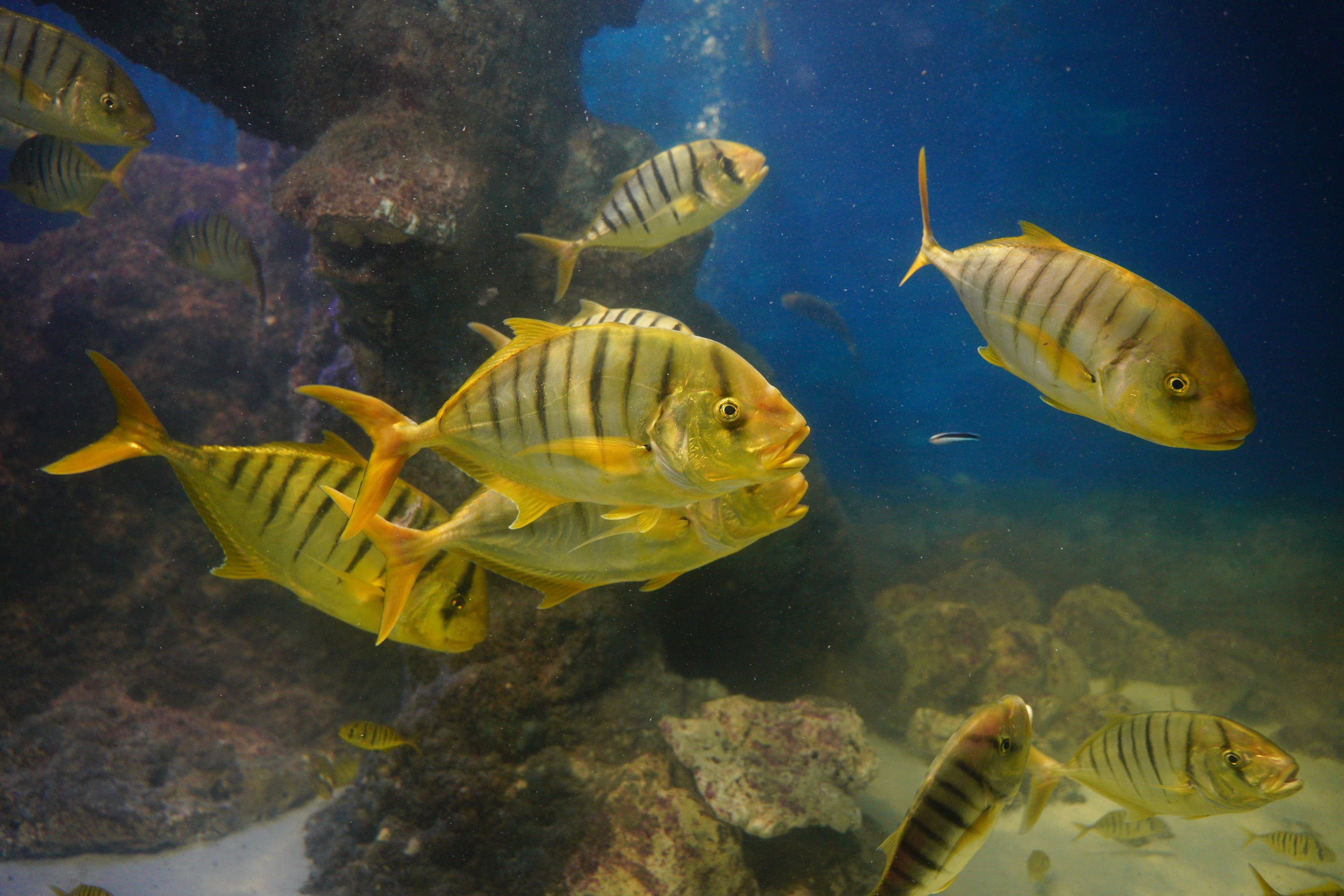 Golden Trevally (Gnathanodon speciosus) – ornamental fish exported by Rafiki Marine, Mombasa