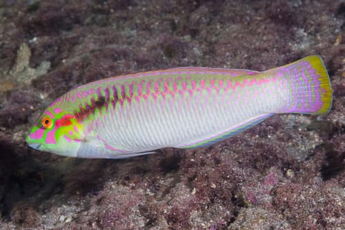 Zigzag Wrasse (Halichoeres scapularis) – ornamental fish exported by Rafiki Marine, Mombasa