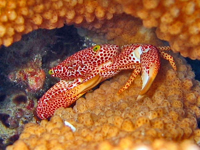 Brown Trapezia Crab (Trapezia rufopunctata) – ornamental fish exported by Rafiki Marine, Mombasa