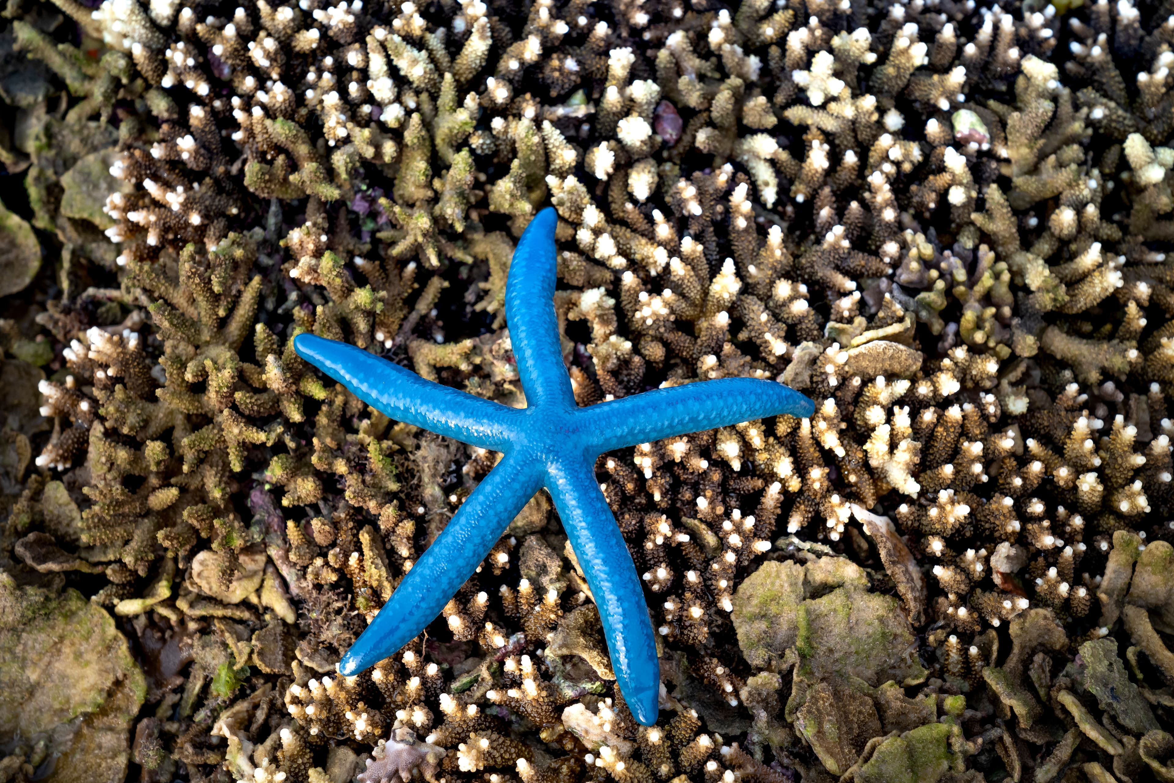 Blue Starfish (Linckia laevigata) – ornamental fish exported by Rafiki Marine, Mombasa