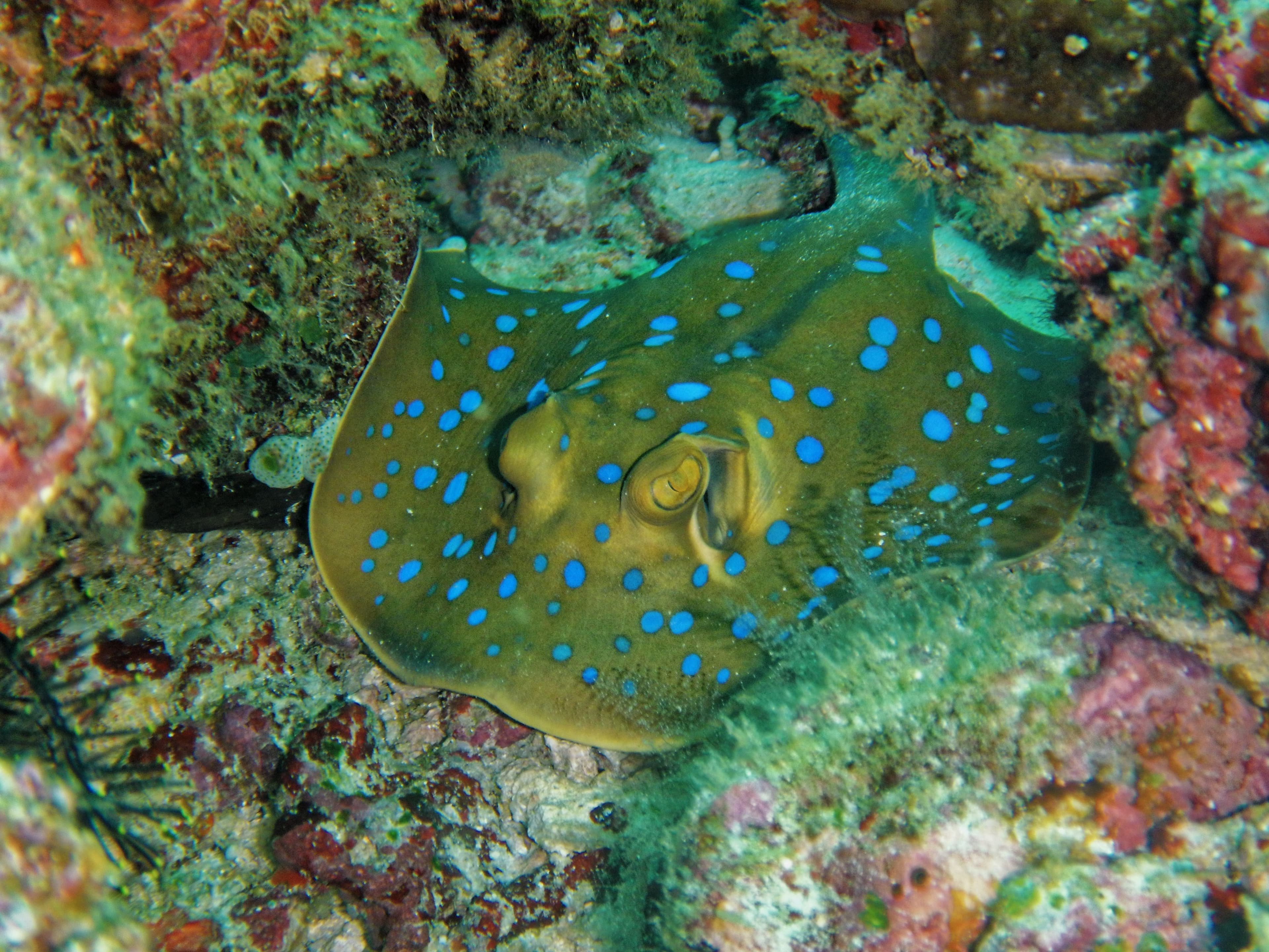 Stingray (Taeniura lymma) – ornamental fish exported by Rafiki Marine, Mombasa