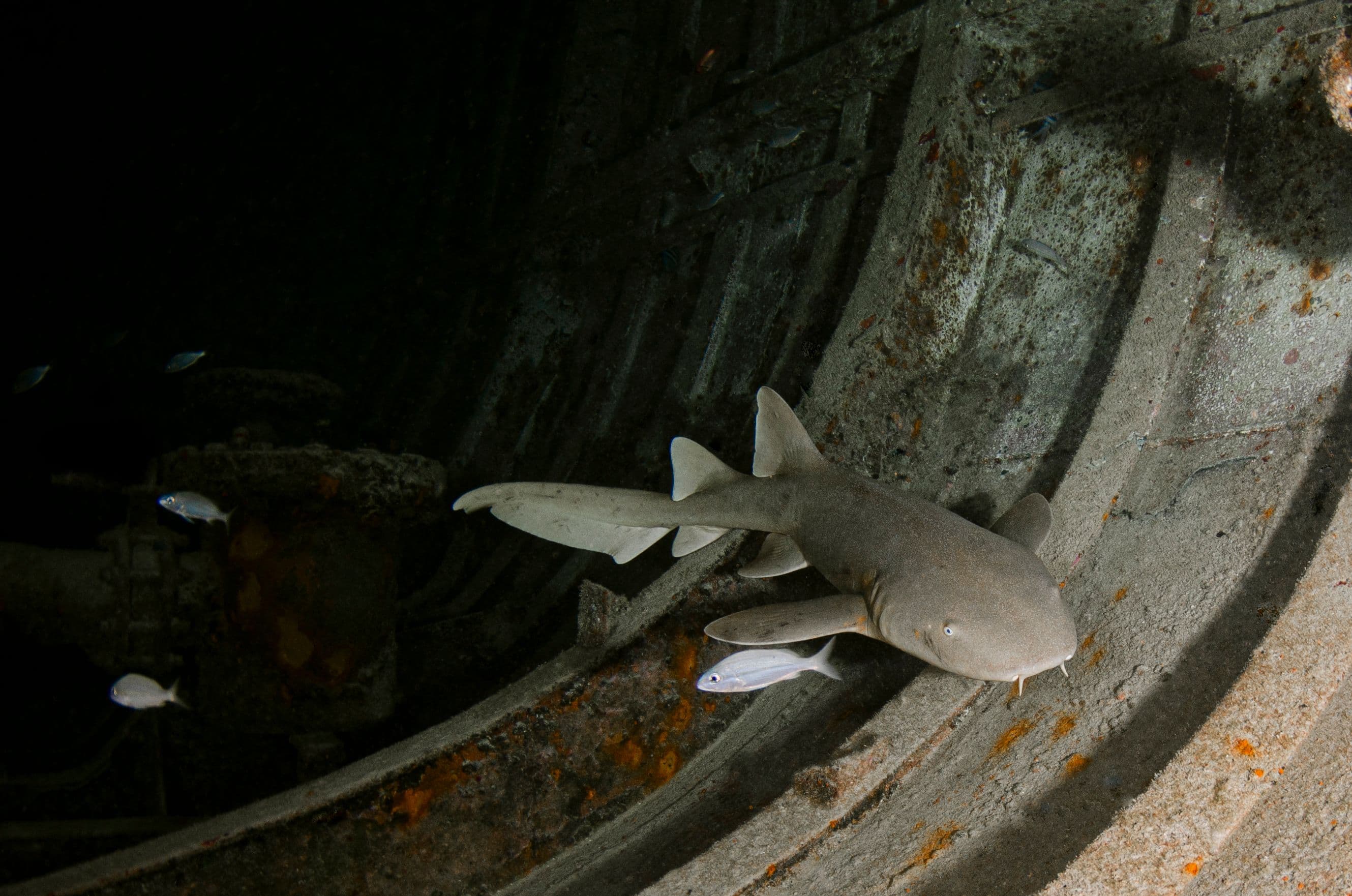 Nurse shark (Pseudoginglymostoma brevicaudatum) – ornamental fish exported by Rafiki Marine, Mombasa