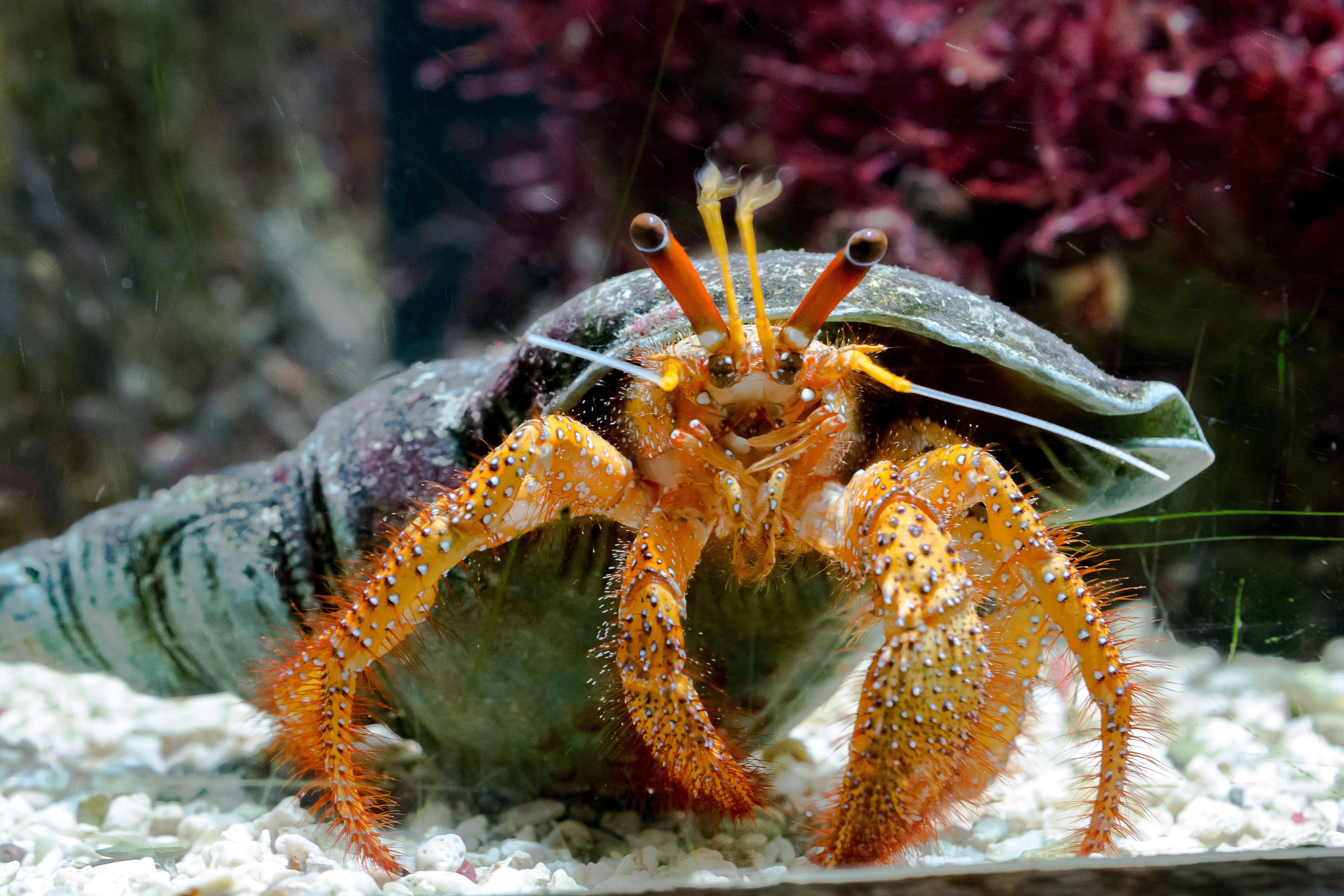 Anemone Hermit Crab (Dardanus megistos) – ornamental fish exported by Rafiki Marine, Mombasa