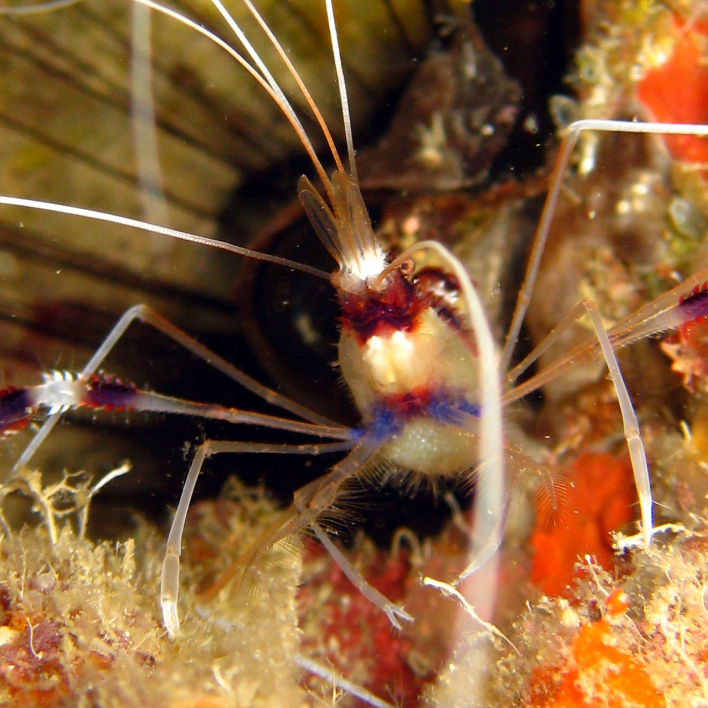 Boxing Shrimp (Stenopus hispidus) – ornamental fish exported by Rafiki Marine, Mombasa