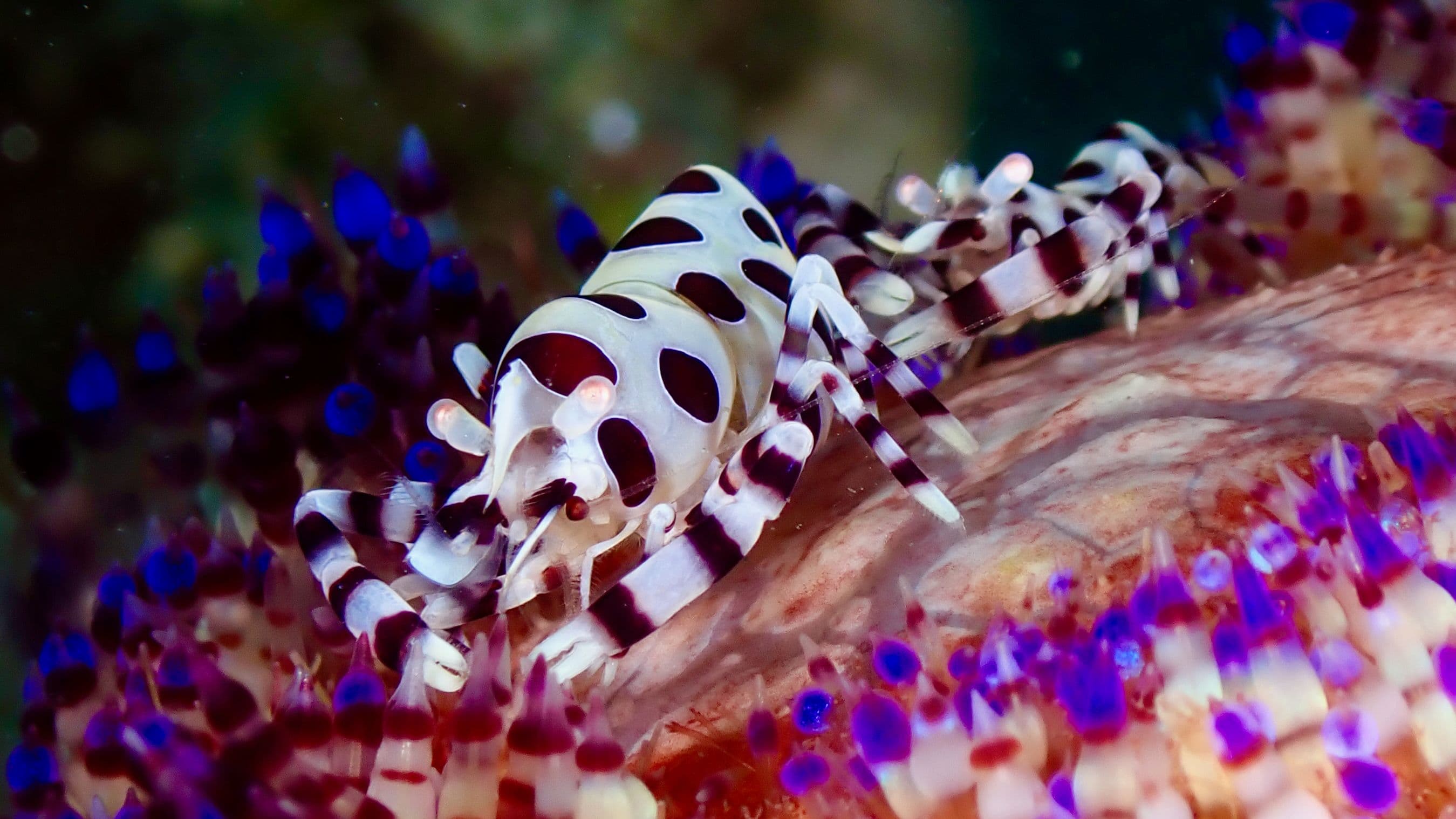Harlequin Shrimp (Hymenocera picta) – ornamental fish exported by Rafiki Marine, Mombasa