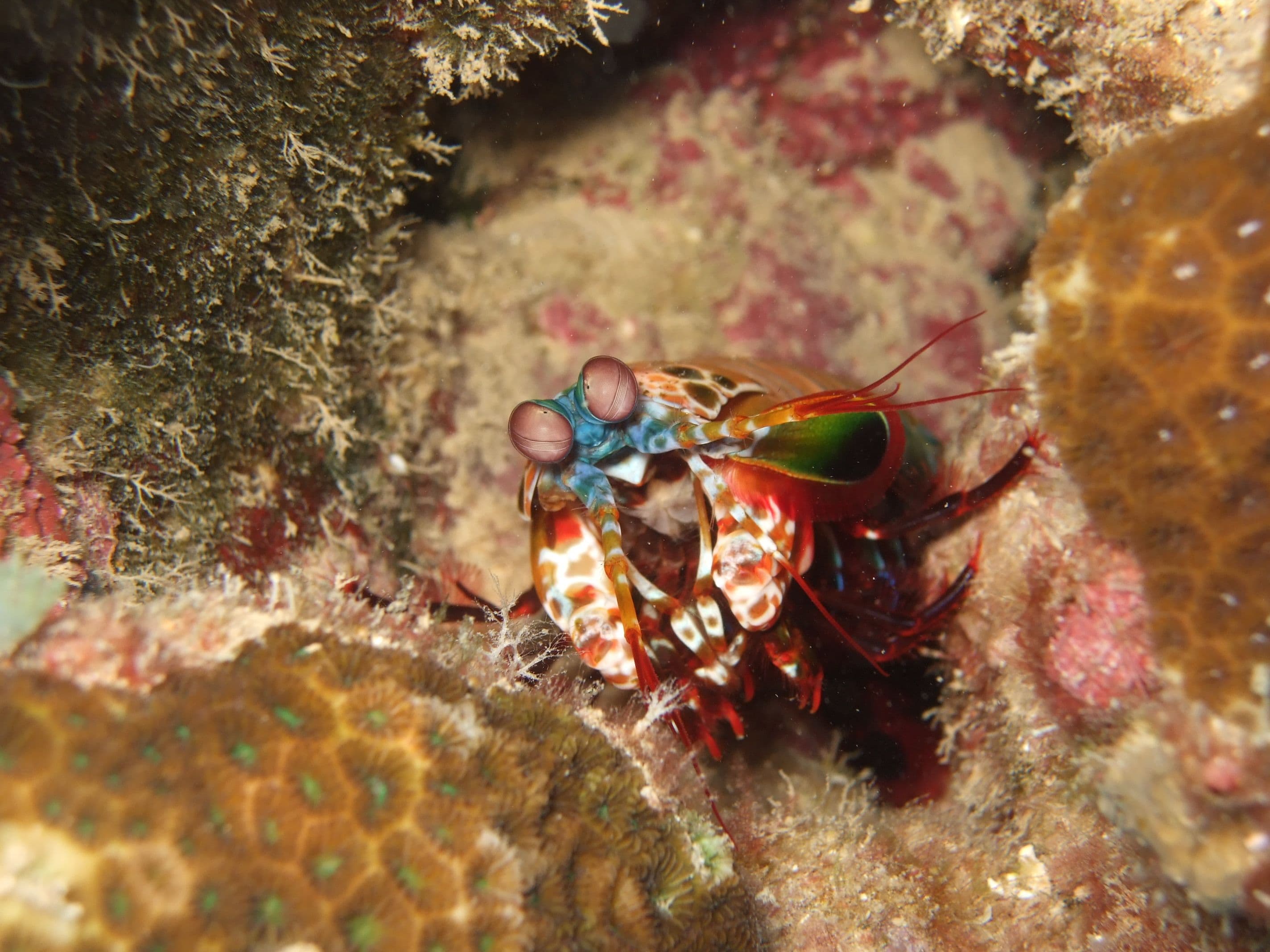 Mantis Shrimp (Odontodactylus sycllarus) – ornamental fish exported by Rafiki Marine, Mombasa