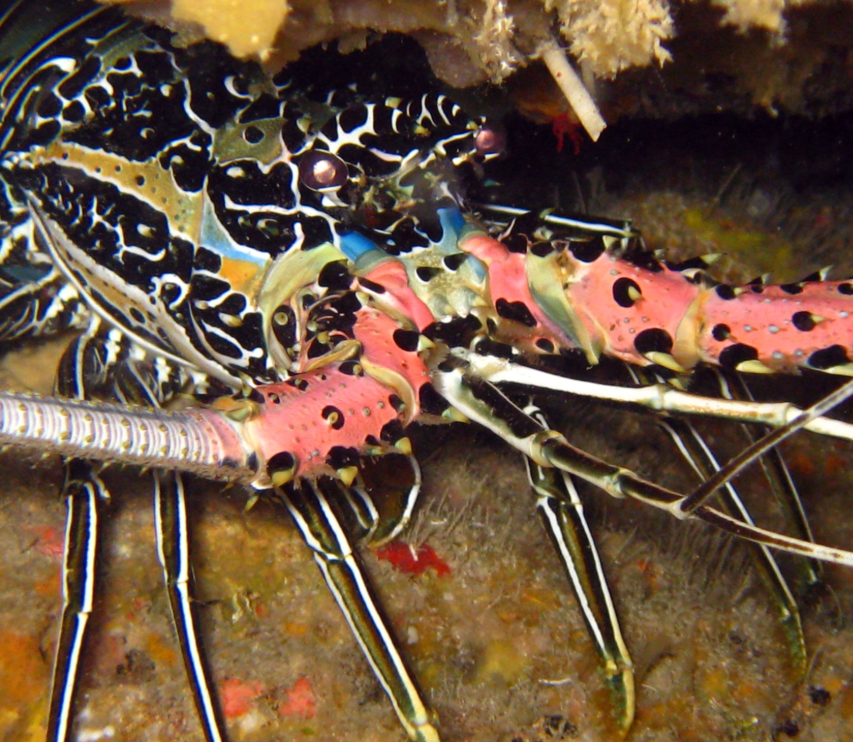 Blue Lobster (Panulirus versicolor) – ornamental fish exported by Rafiki Marine, Mombasa