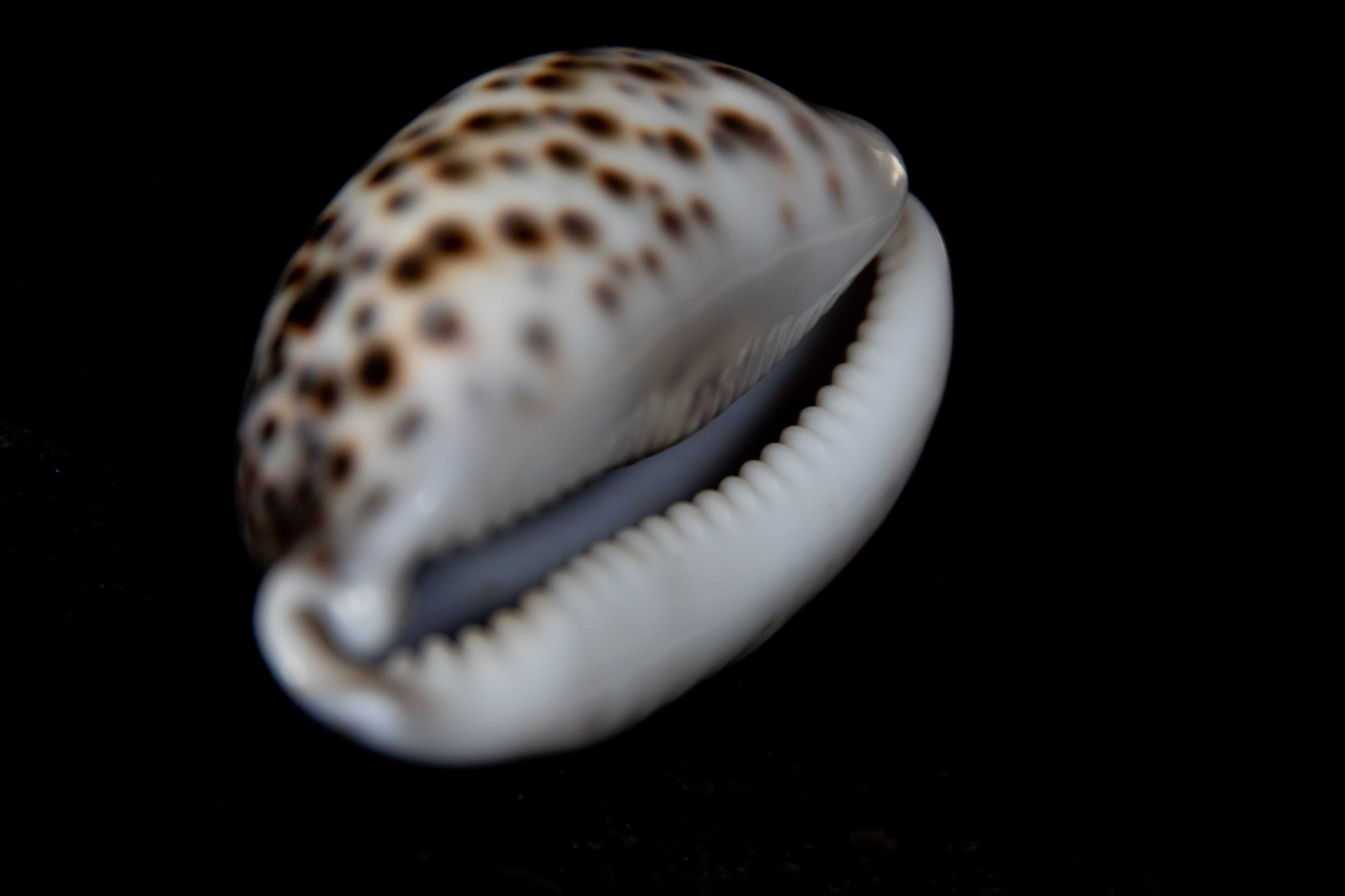 Tiger Shell Snail (Cypraea tigris) – ornamental fish exported by Rafiki Marine, Mombasa