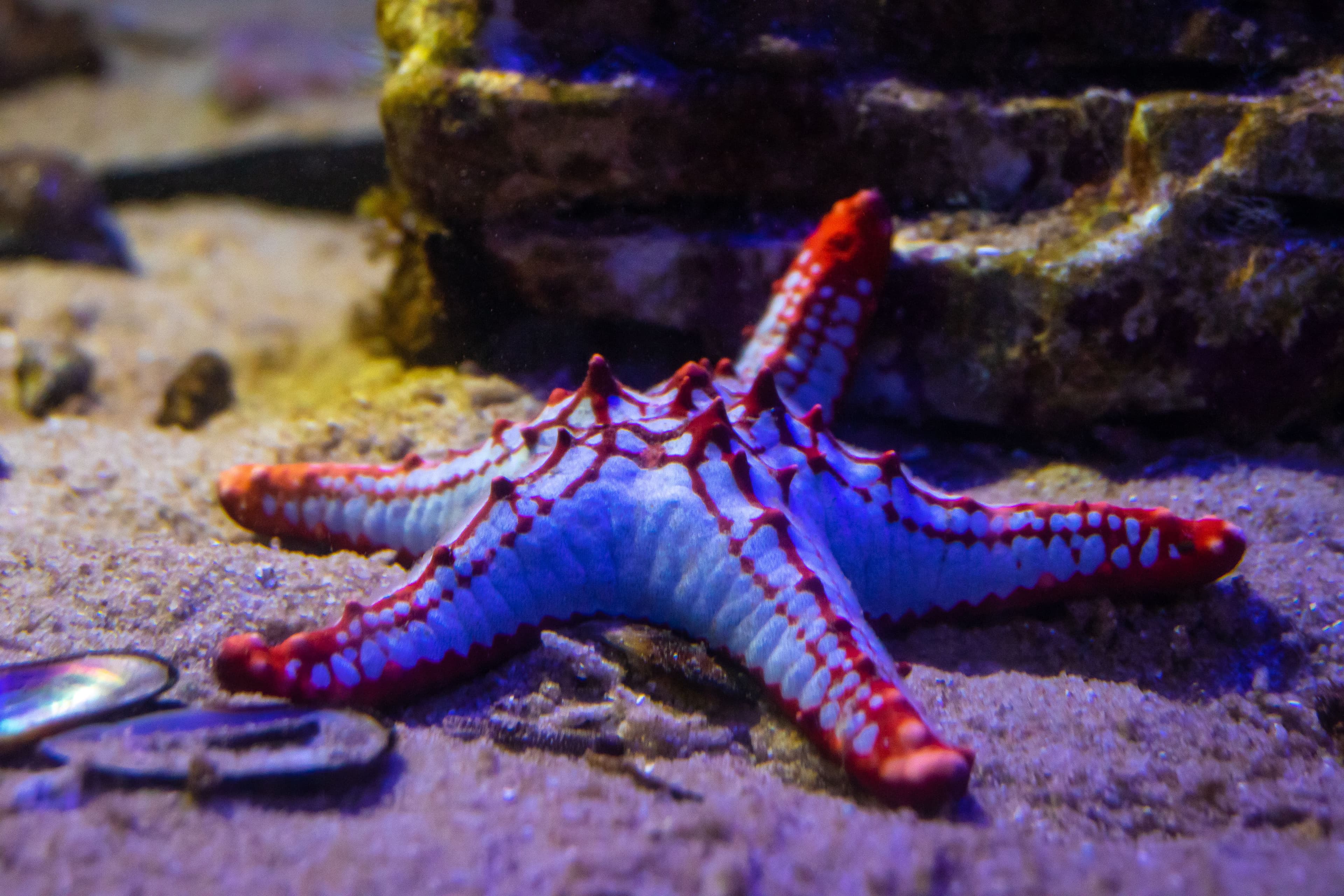 Knobbe Starfish (Protoreaster linckii) – ornamental fish exported by Rafiki Marine, Mombasa