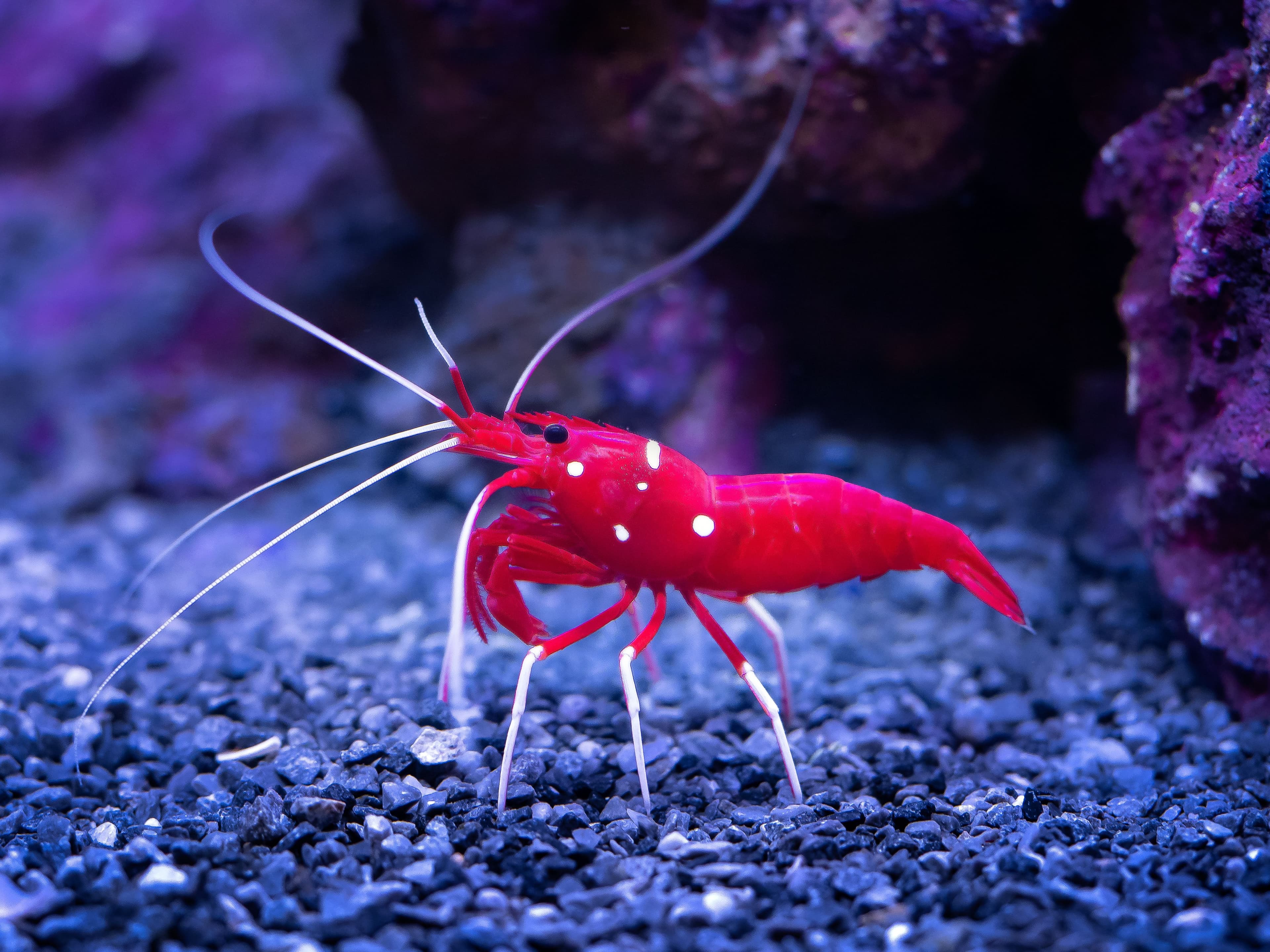 Camel Shrimp (Rhynchocinetes uritai) – ornamental fish exported by Rafiki Marine, Mombasa