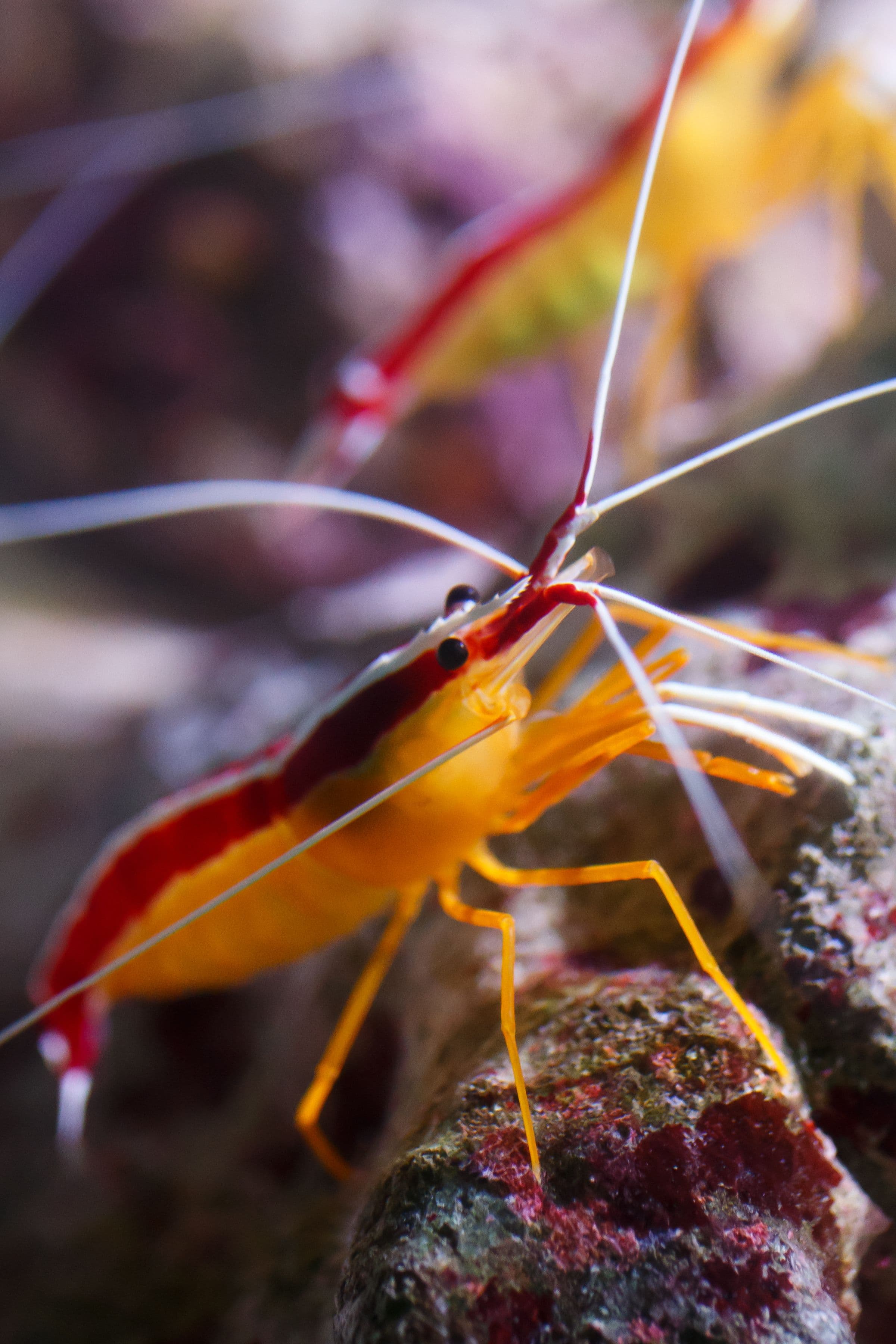 Cleaner Shrimp (Lysmata grabhami) – ornamental fish exported by Rafiki Marine, Mombasa